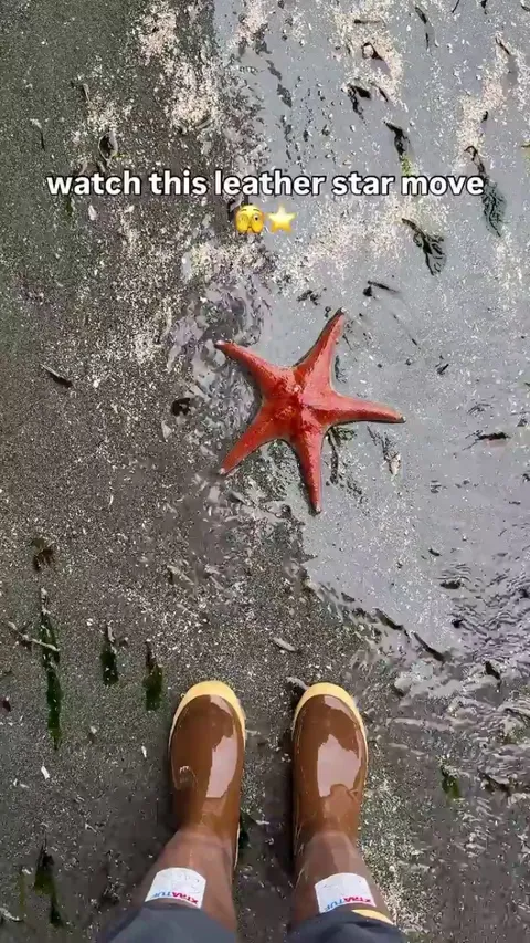 Sea stars use their tube feet to move, grip onto rocks or surfaces, and hang onto their prey