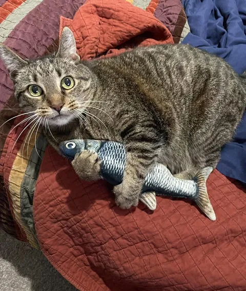 Gypsy crossed the rainbow bridge