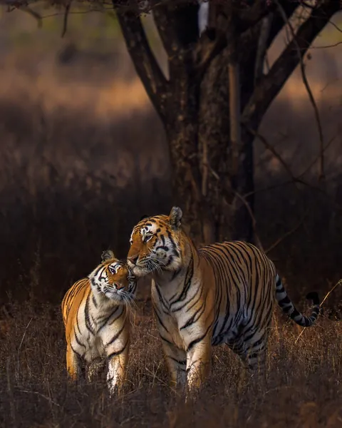 🔥Stunning shots of a gorgeous mating pair from Panna Tiger Reserve.