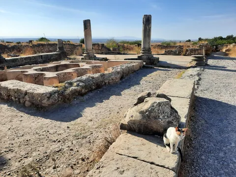 Morocco is in fact run by cats