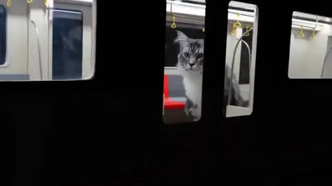 Cat Subway