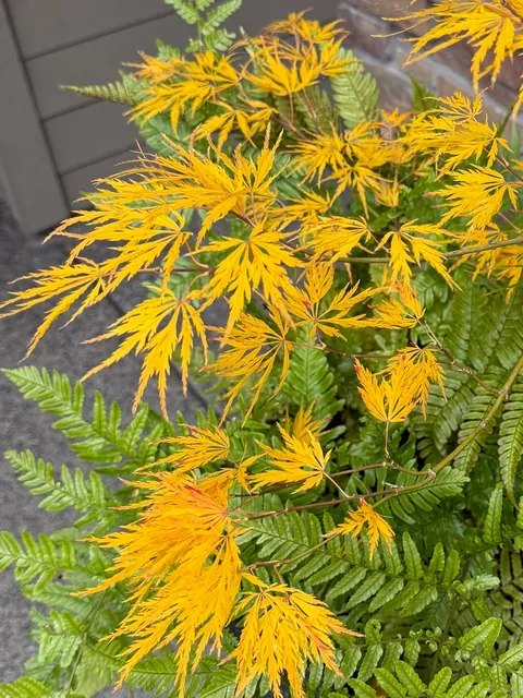 Fall foliage on my Japanese maples