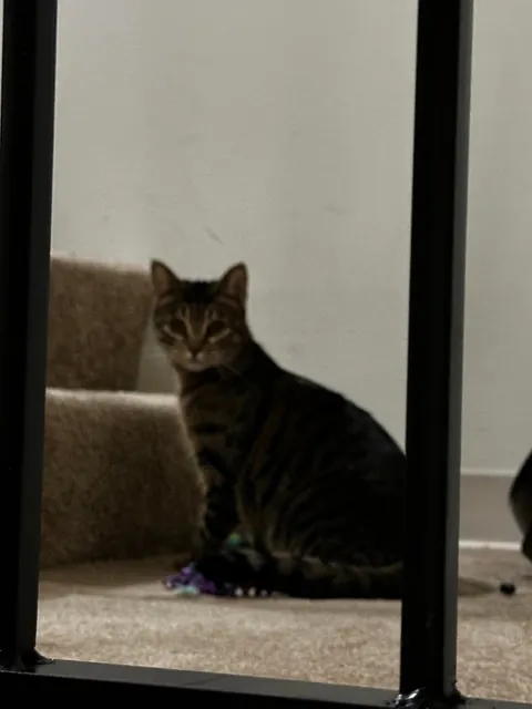 Every time I come home after being away for a prolonged period of time, my cat looks at me like I just broke into to her house