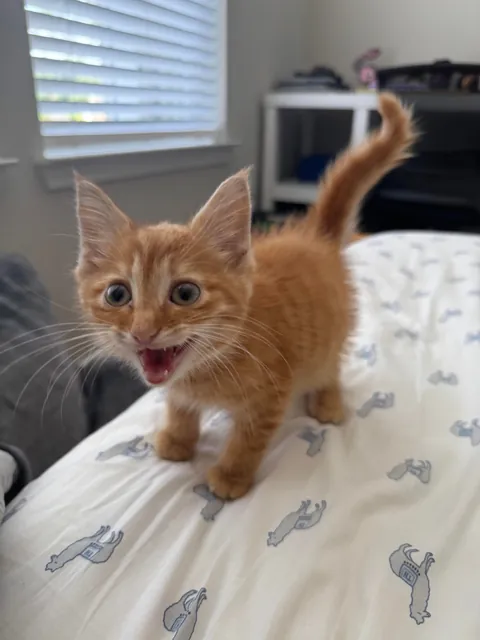 Found kitten, need advice