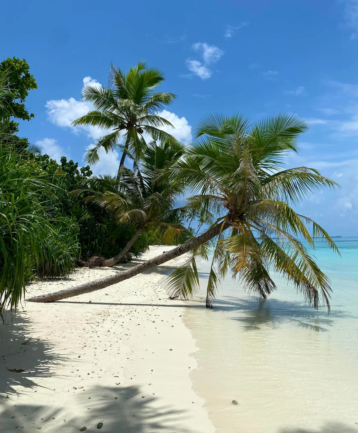 Spent a couple of days on a local Maldivian island and loved every second of it.