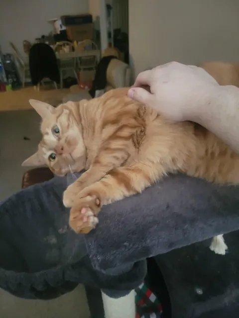 Orange Joe has crossed the rainbow bridge.