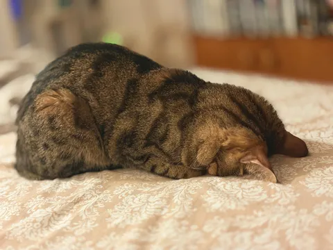 Pets do imitate their owners.