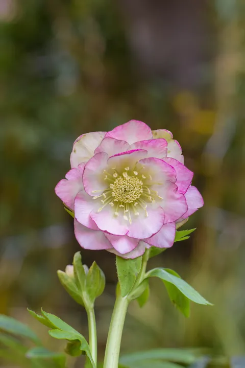 Hellebores from my Serbian garden. 🌸