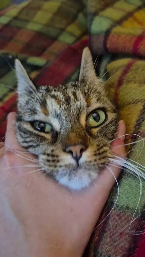 We joined forces petting her together and it melted her last braincell 🫠