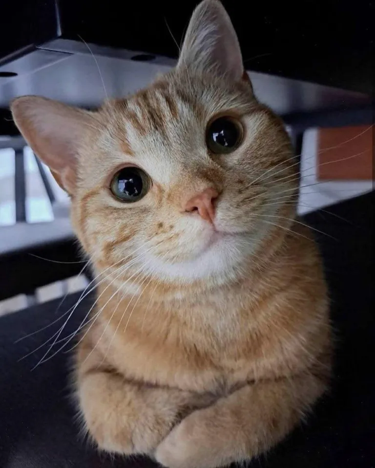 I’m not judging you. I’m just wondering why you’re not petting me right now