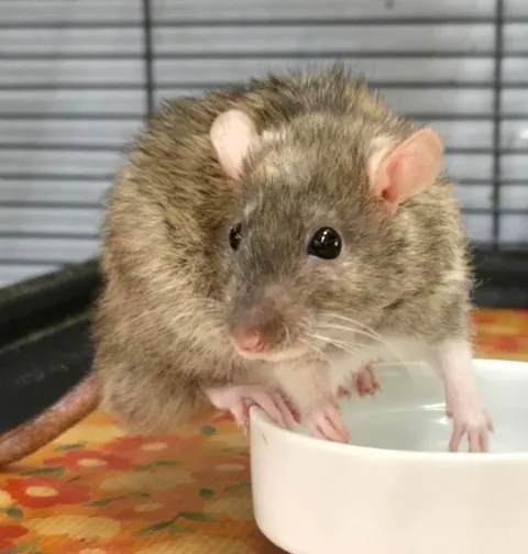 Just learnt on this sub that paper bedding is not safe for rats??