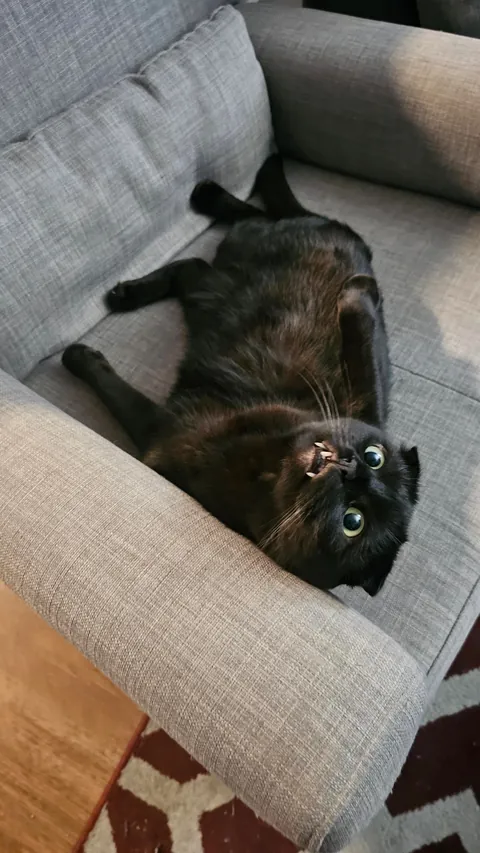 Are my cats ...okay? be honest