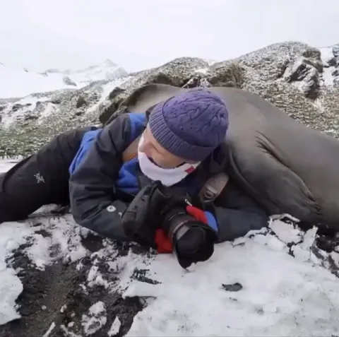 🔥 Elephant seal pup decides to flop on over and give photographer a hug!