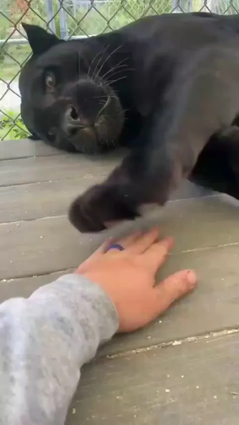 Just a big ol' fluffy.