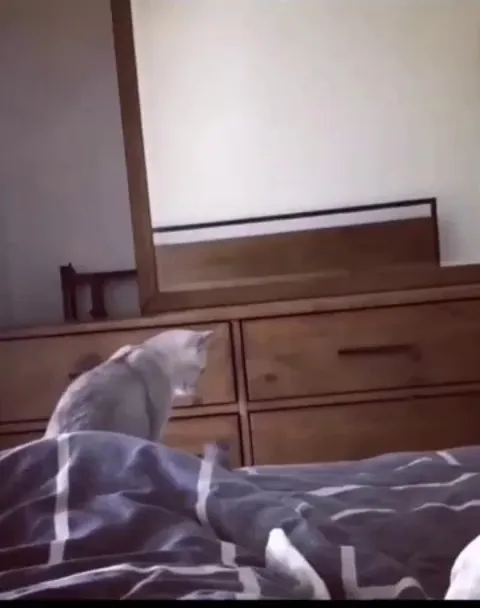 This cat for the first time realized it has ears