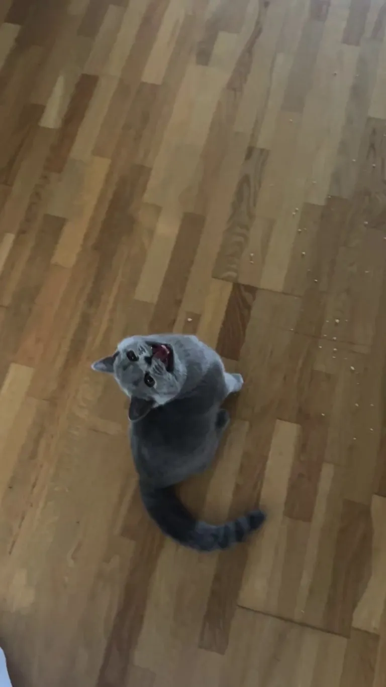 His way of asking for cuddles