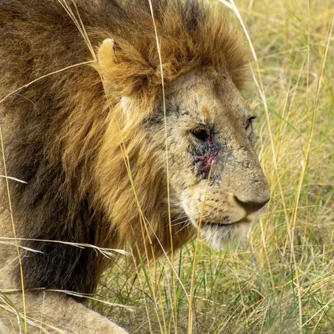 🔥A battle-scarred lion