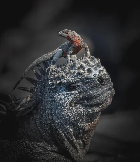 🔥Marine Iguana Transporter of Lava Lizard (Photo: John Seagar)