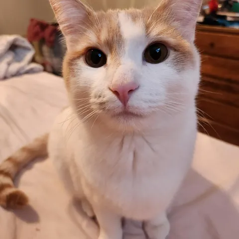 Is there a reason my cat often puts one paw on me?