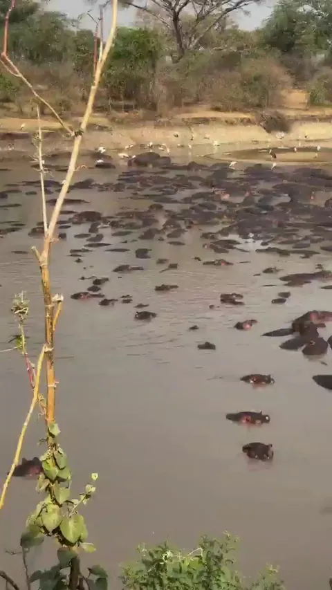🔥 Massive bloat of hippos cooling off in the river. One enormous dude chooses the wrong spot