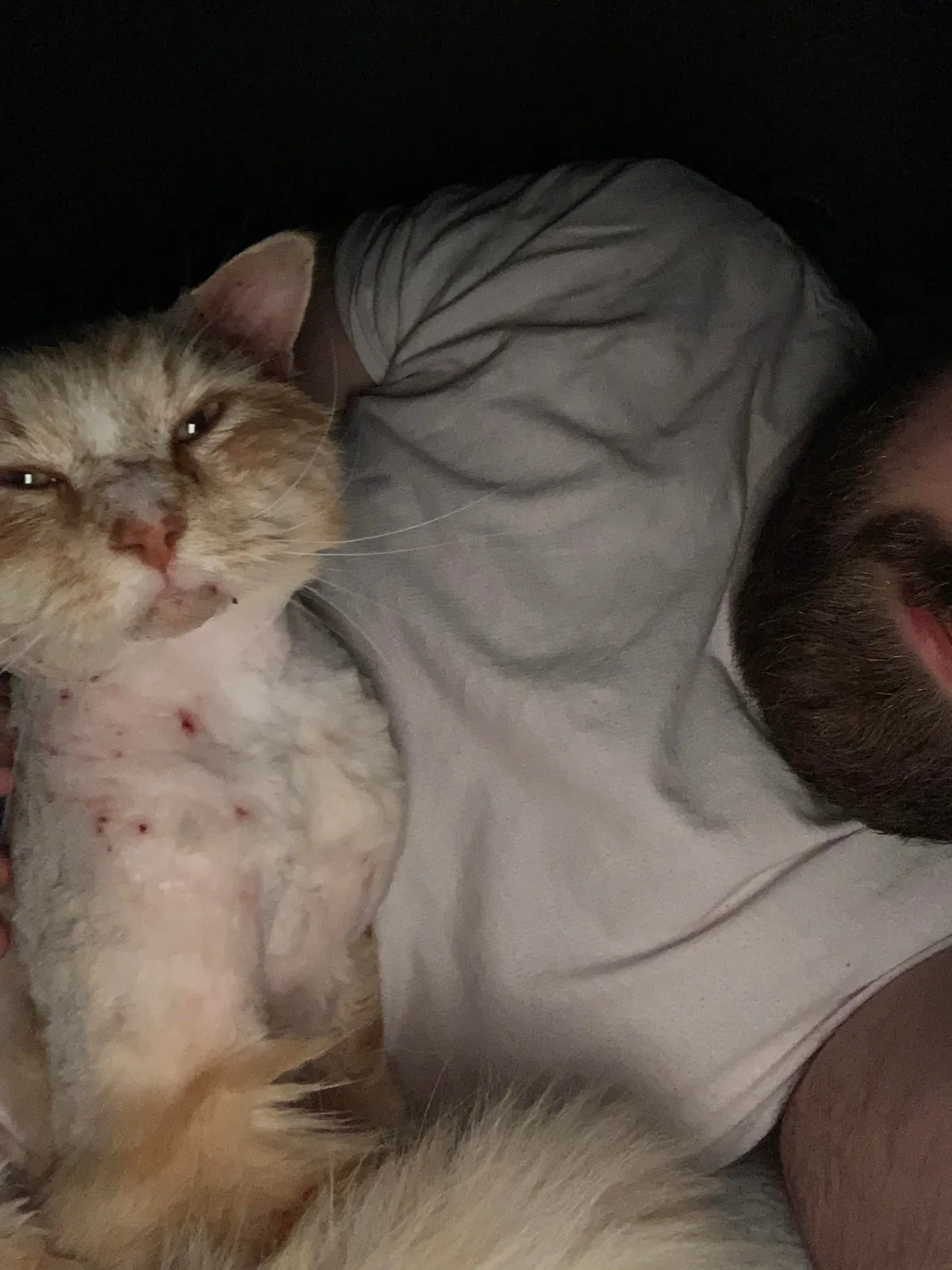 The transformation of Finnegan from forest cat to pampered city kitty