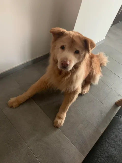 My 15 y/o dog Ginger still tries to sit for a treat