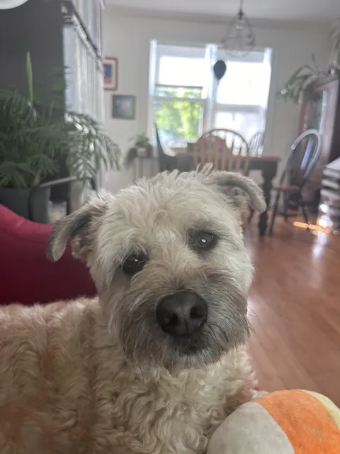 Donut (rescue, terrier mix) says HAPPY FRIDAY