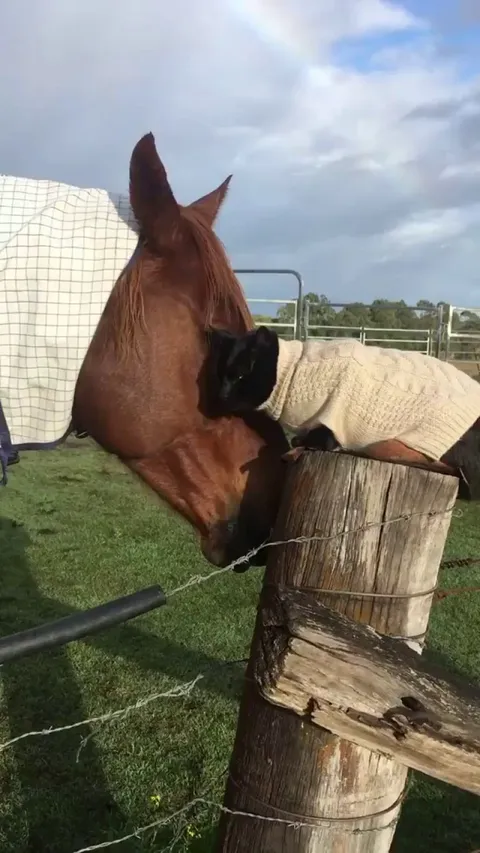 A special friendship