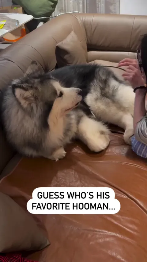 Dog: Mom, Who the Hell is This Guy?
