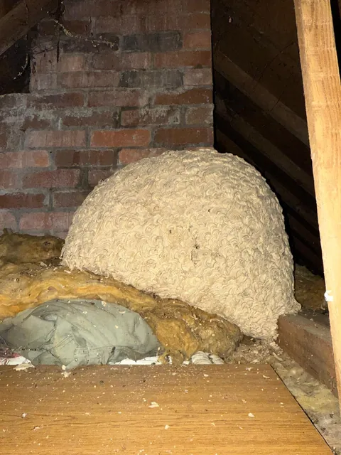 The first thing I saw when I turned on my flashlight in the attic…