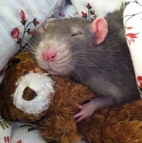 PLEASE show me pics of ur rats sleeping! I’m obsessed😭