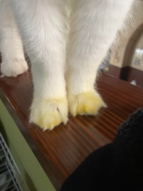 came home and my cats feet are yellow?