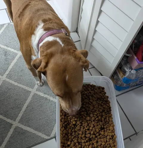 I eated out of the BIG bowl when mommy went to get the lid