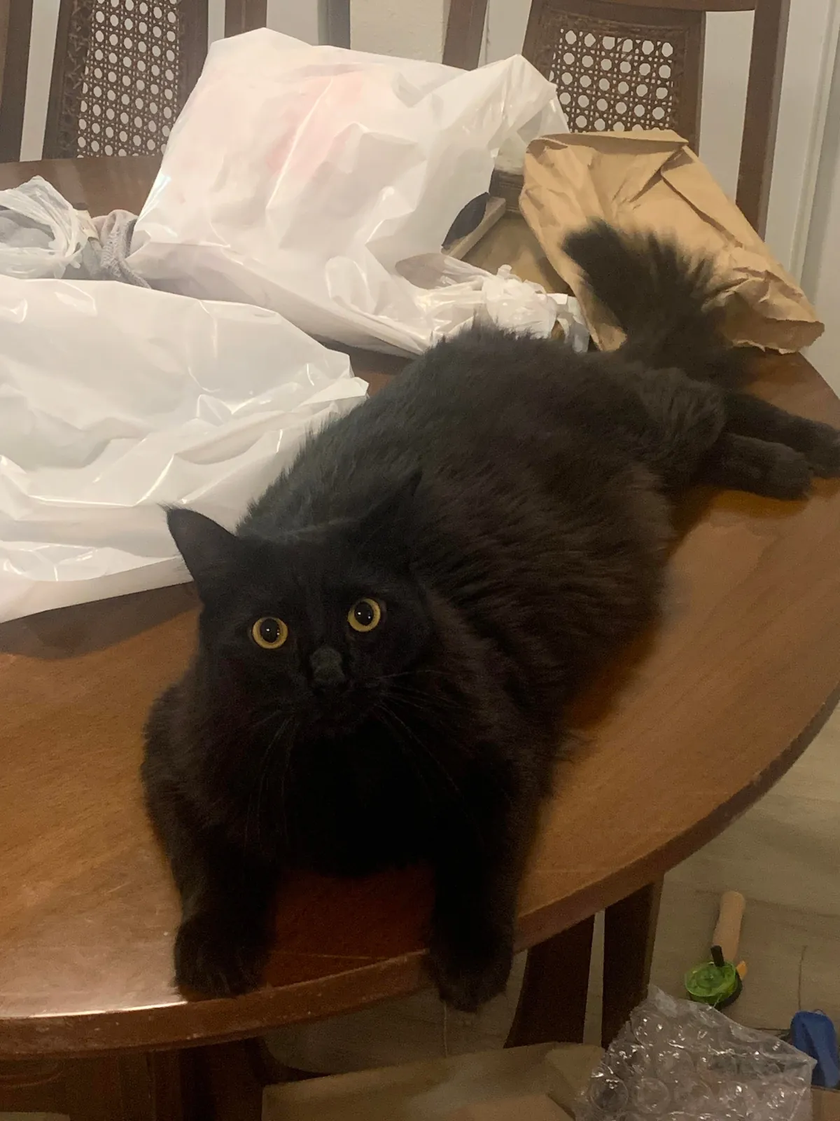 My indoor cat (Ghost) disappeared last night