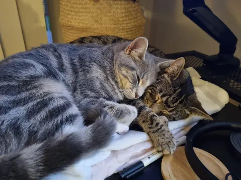 getting a second cat was the best decision ever