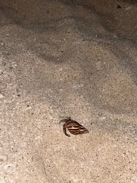 8 days vacation in Mauritius.