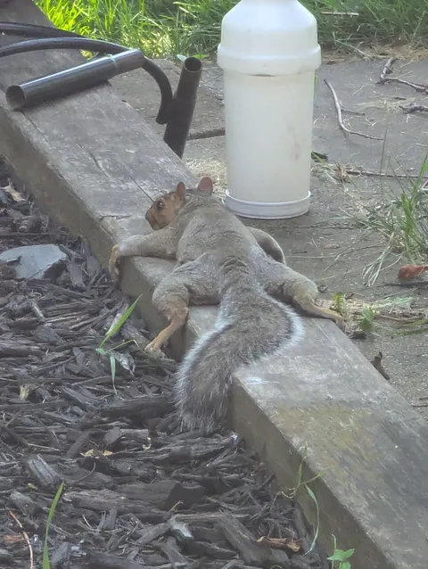 This squirrel relaxing near the garden