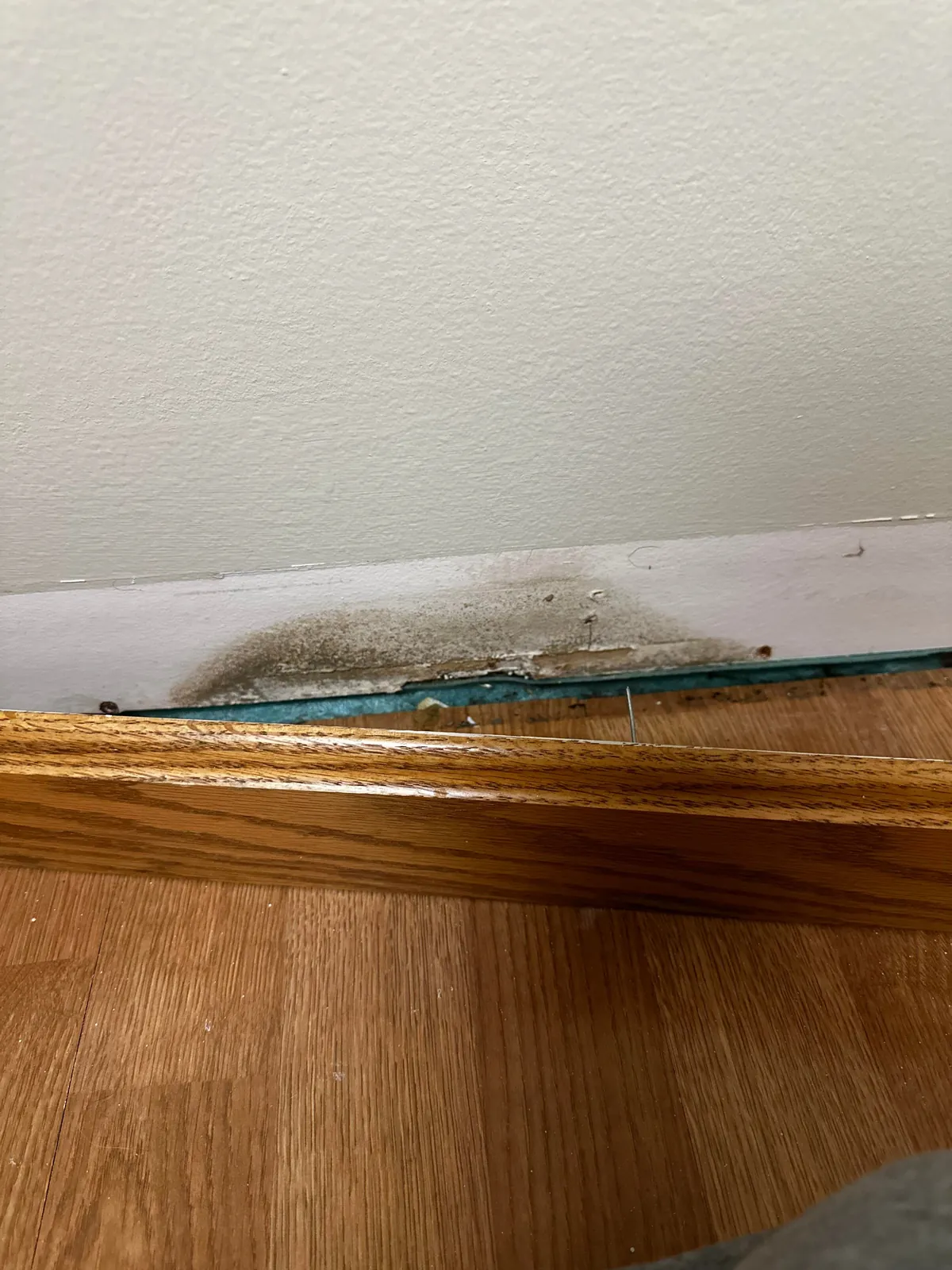 Moved into our “dream home” before closing… to discover it’s a moldy nightmare
