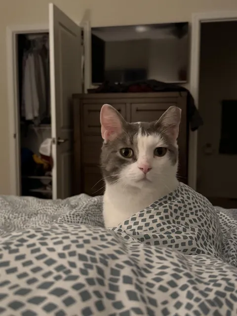 The face of a cat who totally didn’t bite Dad’s ankle two seconds ago