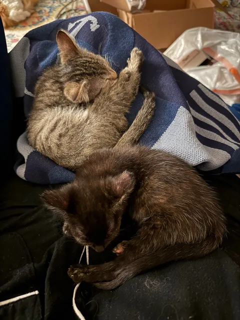 From 6oz to fat ❤️