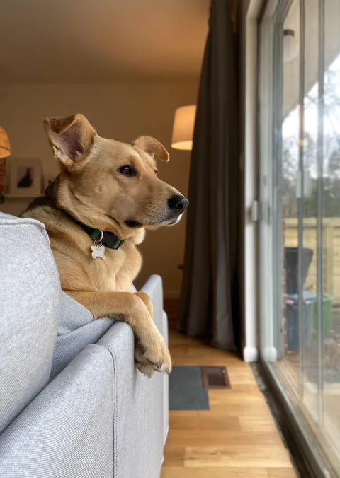 Archie, 5yo shepherd mix. He thinks he’s a GSD K-9, but he’s more like a knockoff mall cop 😂 Still the best boy.