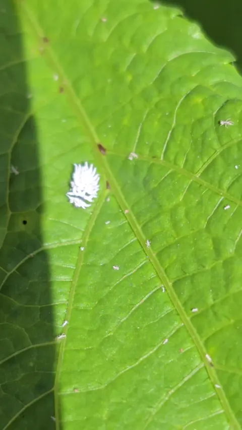 Friend or foe? (was on my Okra)