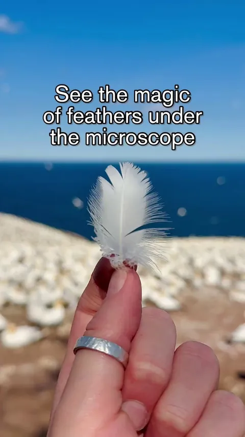 Feather Under a Microscope Will Blow Your Mind