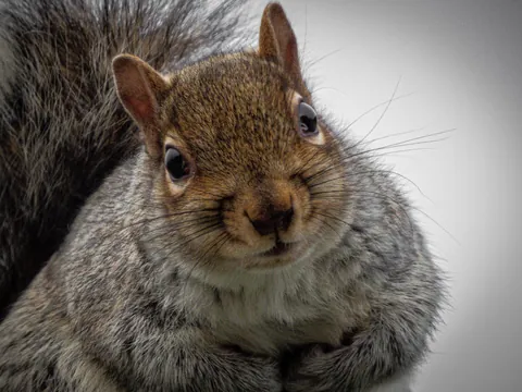 This is Sandy, every morning she comes to my window and I hand feed her peanuts!