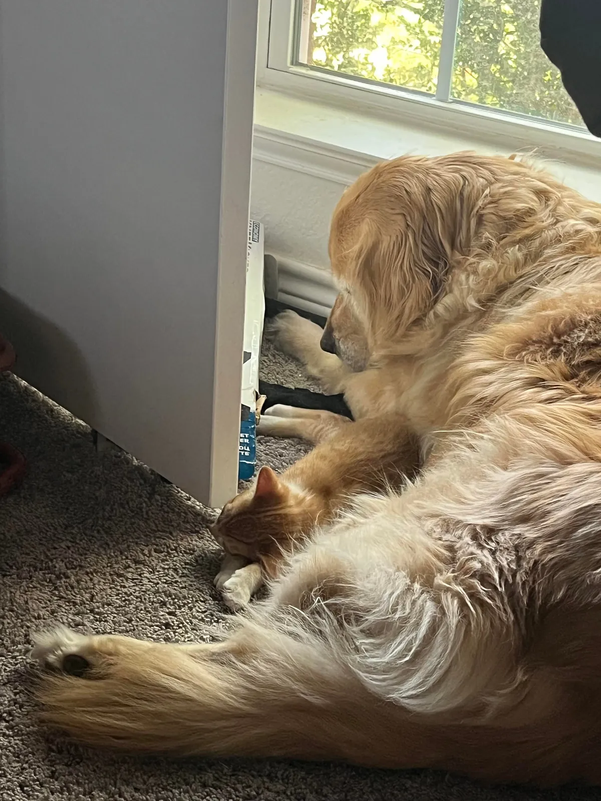 JimJim loves his Clover dog