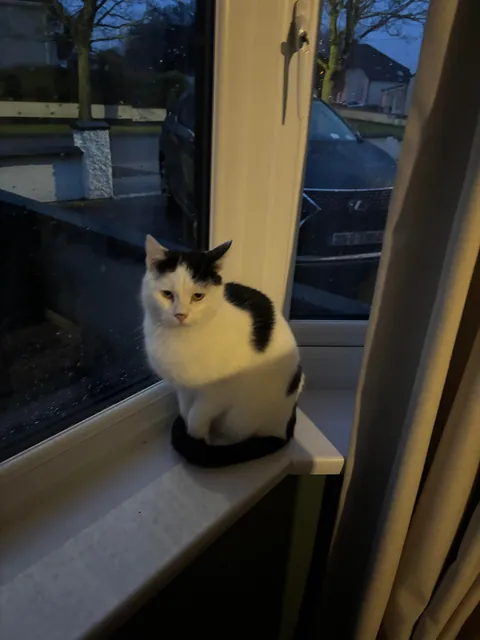 Just adopted this lovely girl ❤️❤️