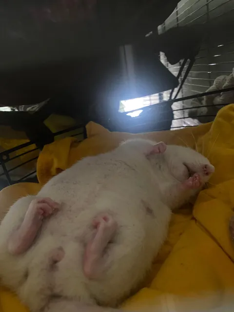 Is my rat fat??