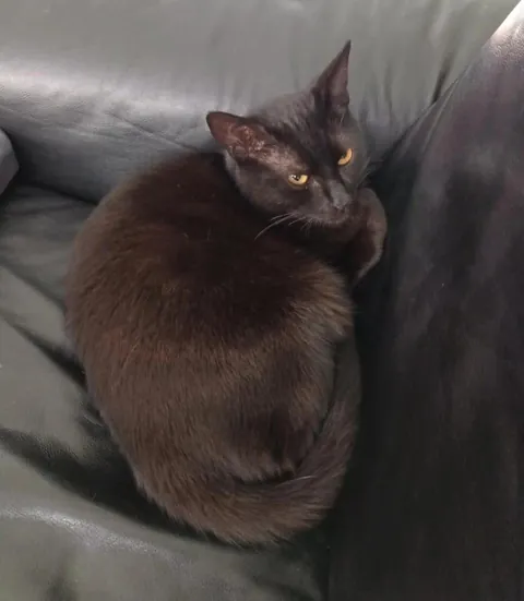 My cat Sauron when he was a smol void. Now he is 1 year old :)🖤