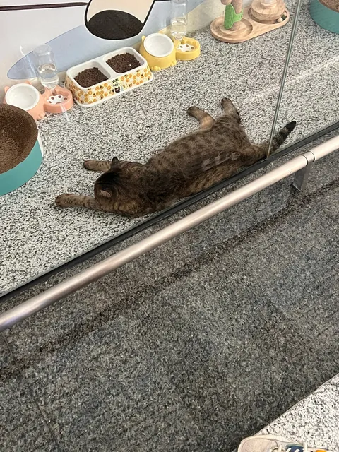 The office set up by Lanzhou Zhongchuan International Airport for their “rodent control specialists.”