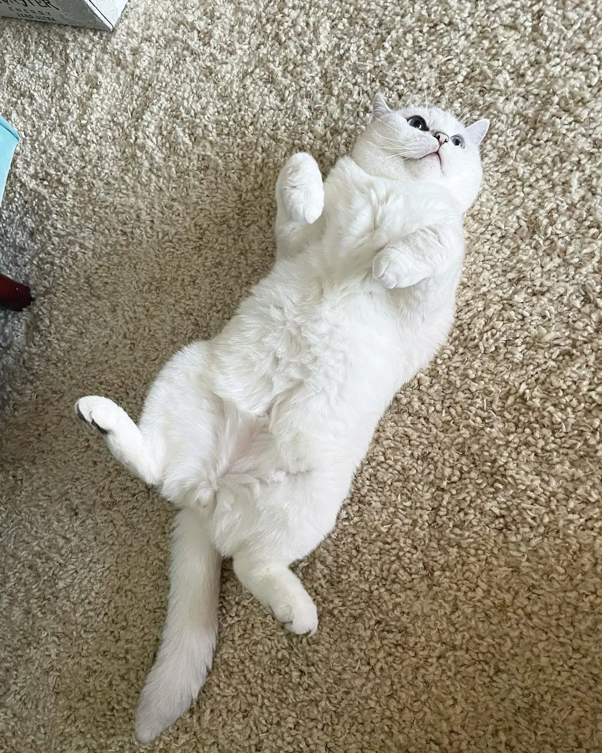 My cat wants belly rubs
